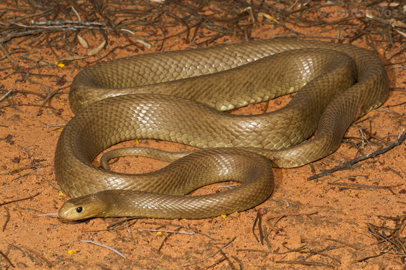 Тайпан коварная. Тайпан Маккоя змея. Внутриматериковый Тайпан. Австралийский Тайпан. Змея Тайпан Oxyuranus temporalis.