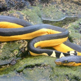 Yellow-bellied Sea Snake Facts and Pictures