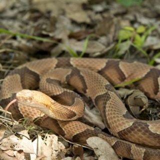 Copperhead Snake Facts and Pictures