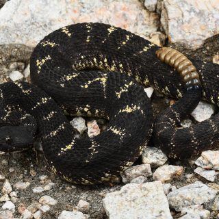 Arizona Black Rattlesnake Facts and Pictures