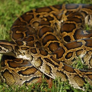 Burmese Python Facts and Pictures