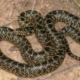 Desert Kingsnake Facts and Pictures