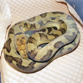 Halmahera Python Facts and Pictures