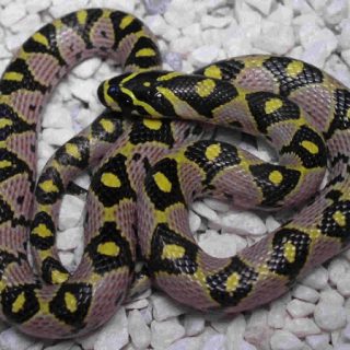 Mandarin Rat Snake Facts and Pictures