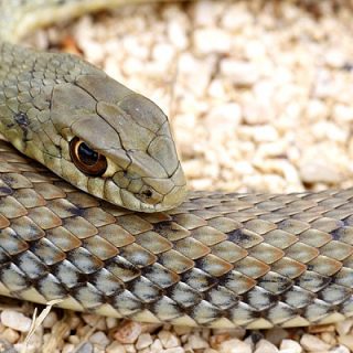 Montpellier Snake Facts and Pictures