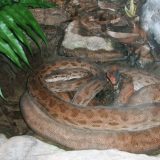 Oenpelli Python Facts and Pictures