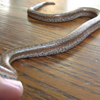 Rosy Boa Facts and Pictures