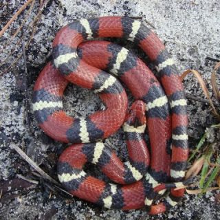 Scarlet Kingsnake Facts And Pictures