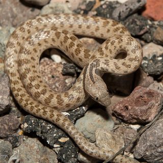 Texas Night Snake Facts and Pictures