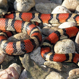 Milk Snake Facts and Pictures