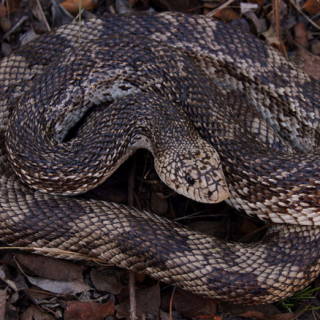 Pine Snake Facts and Pictures