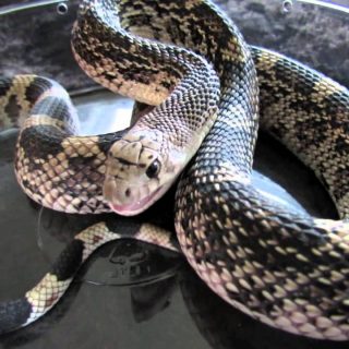 Pine Snake Facts and Pictures