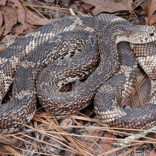 Pine Snake Facts and Pictures