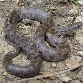 Eastern Water Snake Facts and Pictures