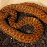 Pygmy Python Facts and Pictures