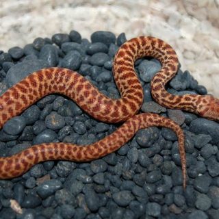 Pygmy Python Facts and Pictures