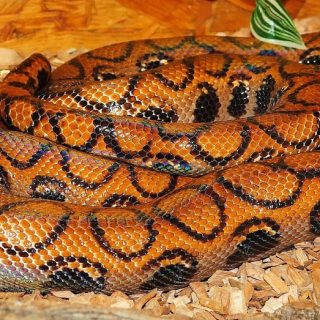 Rainbow Boa Facts and Pictures