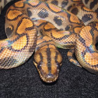 Rainbow Boa Facts and Pictures