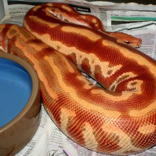 Blood Python Facts and Pictures