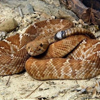 Red Diamond Rattlesnake Facts and Pictures