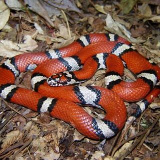 Milk Snake Facts and Pictures