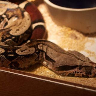 Red-Tailed Boa Facts and Pictures