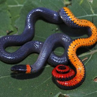 Ringneck Snake Facts and Pictures