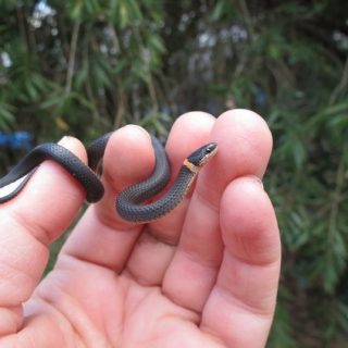 Ringneck Snake Facts and Pictures