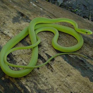 Rough Green Snake Facts and Pictures