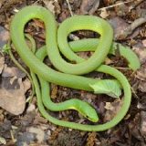 Rough Green Snake Facts and Pictures