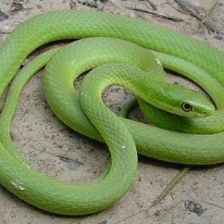 Rough Green Snake Facts and Pictures