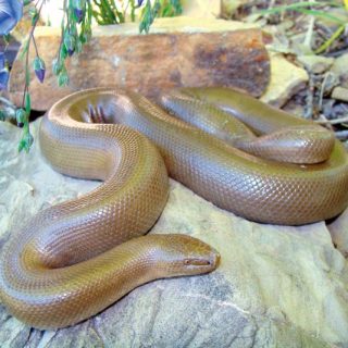 Rubber Boa Facts and Pictures