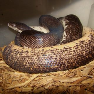 Savu Python Facts and Pictures