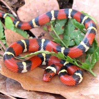 Scarlet Kingsnake Facts And Pictures