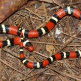 Scarlet Kingsnake Facts and Pictures