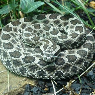 Massasauga Rattlesnake Facts and Pictures