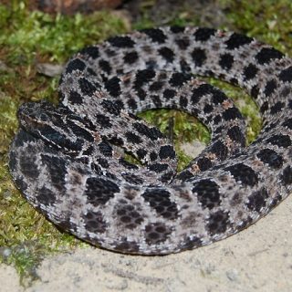 Dusky Pigmy Rattlesnake Facts And Pictures