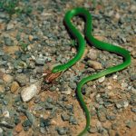 Smooth Green Snake Facts and Pictures