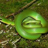 Smooth Green Snake Facts and Pictures