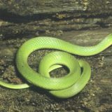 Smooth Green Snake Facts and Pictures