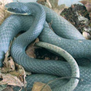 coluber constrictor foxii conservation status in michigan