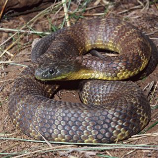 Tiger Snake Facts and Pictures