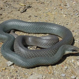 Southern Black Racer Facts and Pictures