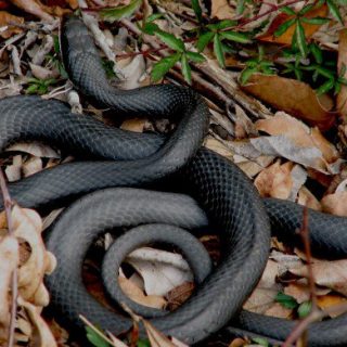 Southern Black Racer Facts And Pictures