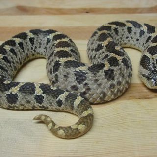 Southern Hognose Snake Facts and Pictures