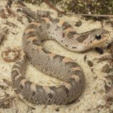 Southern Hognose Snake Facts and Pictures