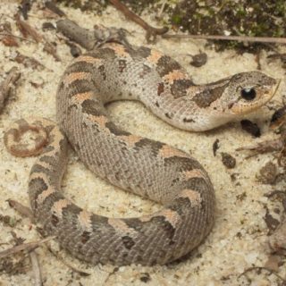 Southern Hognose Snake Facts and Pictures