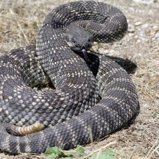 Southern Pacific Rattlesnake Facts and Pictures