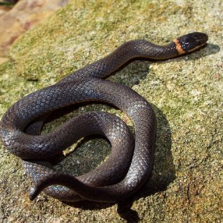 Ringneck Snake Facts and Pictures