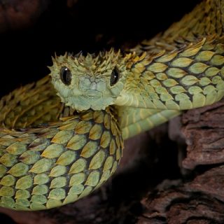 Hairy Bush Viper Facts and Pictures